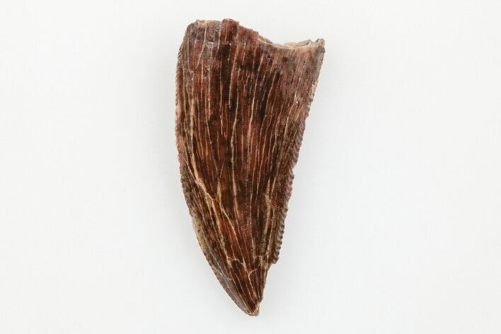 Serrated, Raptor Tooth - Real Dinosaur Tooth #203496
